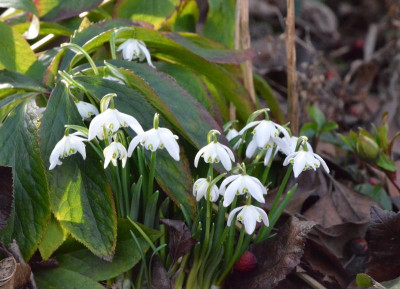 Galanthus_gefüllt.19-2.jpg
