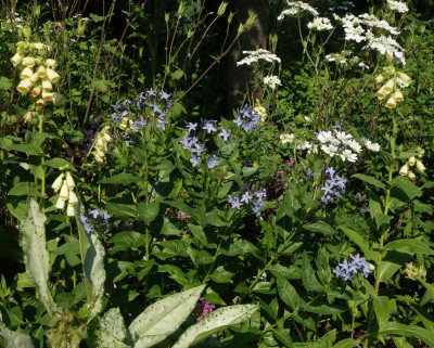 Amsonia.23-3.jpg