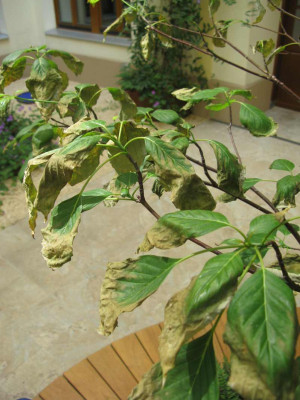 kranker_cornus_alternifolia.jpg