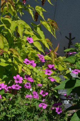 Geranium-Patrizia.22-1.jpg