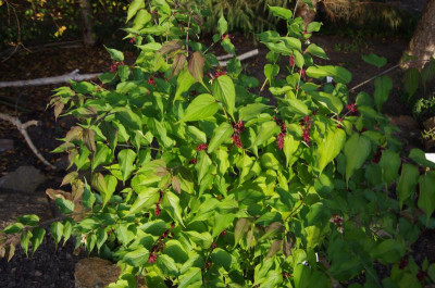 Leycesteria formosa (1).JPG