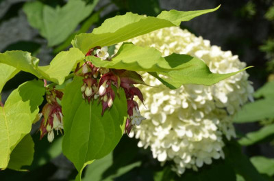 Leycesteria_formosa-GoldenLanterns.21-1.jpg
