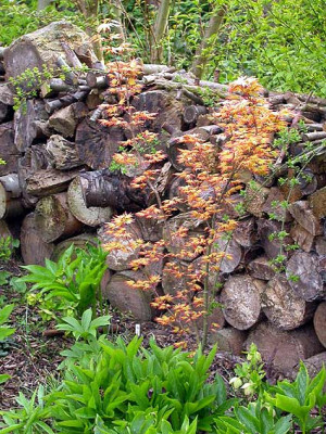 Holzmauer_im_April.jpg