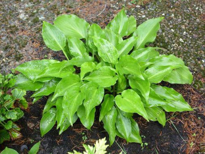 11.07.2008_2kl.18_Hosta_Invincible_Regen.JPG