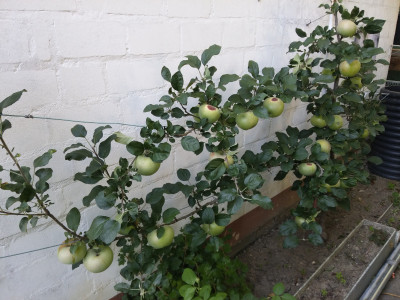 Apfel Sonnenbrand 20180812.jpeg