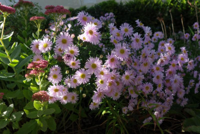Aster_novae_belgiae-Fellowship.23-1.jpg