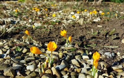 20240128_180215 Crocus ancyrensis Hybr.jpg