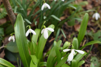 Schneegöckchen,Dauphine 006.JPG