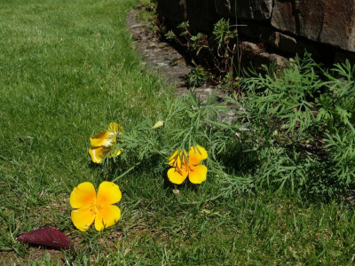 Eschscholzia.23-1.jpg