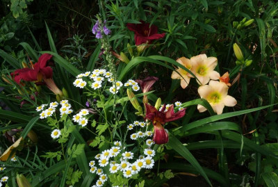 Hemerocallis.23-1.jpg