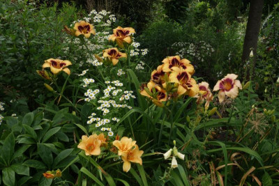 Hemerocallis.23-2.jpg