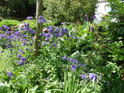 Aquilegia_P1040104.jpeg