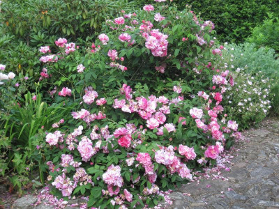 Rosa mundi 'versicolor'_5156.jpeg