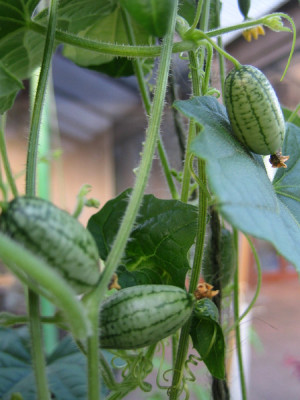 mex_minigurke_0582.jpg