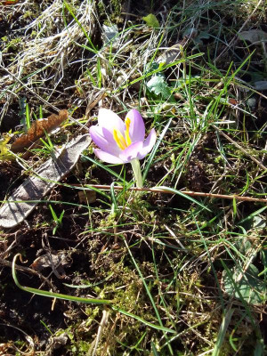 Crocus.jpg