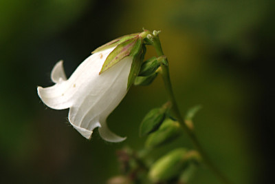 Campanula-trachelium-Jul1408.jpg