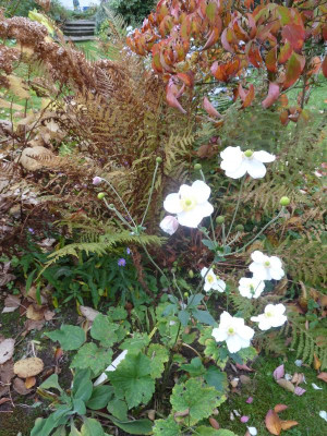 10 Anemone auf Tannenrund_P1090406.jpeg