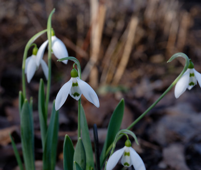 DSC_8185_DxO.jpg
