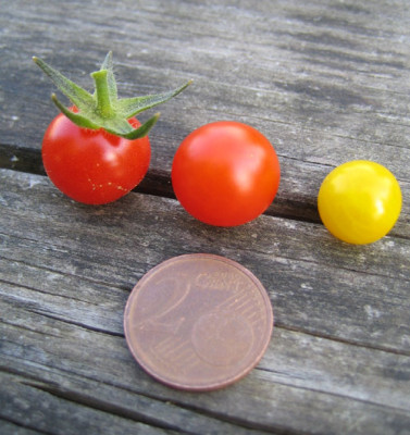 tomatenminis_x_0578.jpg