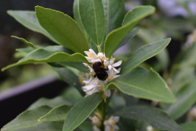 Citrusblüte Kumquat 006.JPG