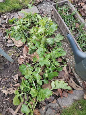 Cima di rapa 20240125.jpeg