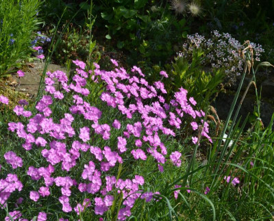 Dianthus_gratianopolitanus.18-1.jpg