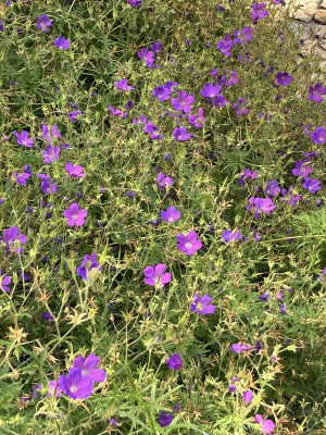Geranium ´NImbus´x.JPG