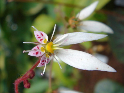 Saxifraga_stolonifera_Kinki_Purple_Blute.JPG