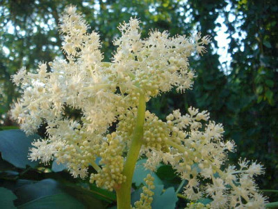 Astilboides_tabularis_Blute.JPG