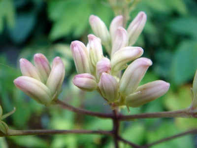 Syneilesis_aconitifolia_Blute_1.JPG