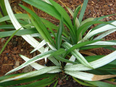 Liriope_muscari_Okina_1.JPG