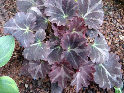 Saxifraga_cortusifolia_var._fortunei_Silver_Velvet.JPG