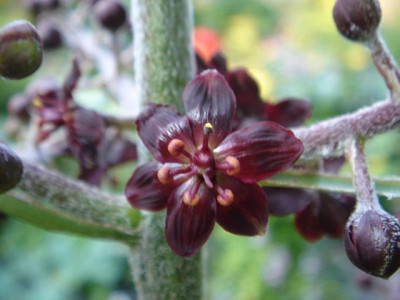Veratrum_nigrum_Blute.JPG