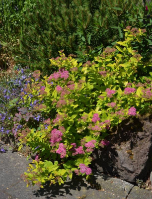 Spirea_japonica-GoldenPrincess.22-1.jpg