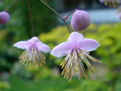 Thalictrum_delavayi_2.JPG