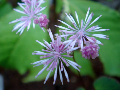 Thalictrum_ichangense_Purple_Marble_Blute_1.JPG