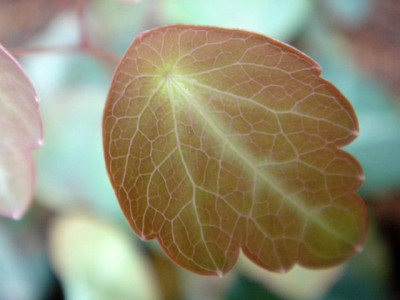 Thalictrum_ichangense_Purple_Marble_Blatt_1.JPG