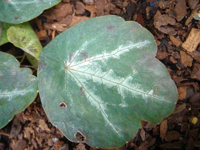 Thalictrum_ichangense_Purple_Marble_Blatt_2.JPG