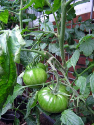 Copia_grun_unveredelt_2008_a.jpg