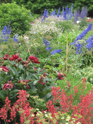 Berggarten Delphimium_5092.jpeg