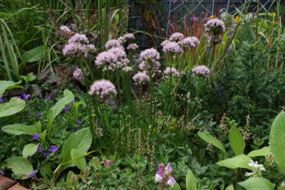 Allium-SugarMelt.23-1.jpg