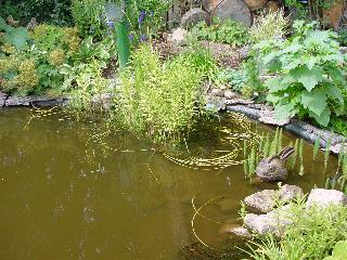 teich45.jpg