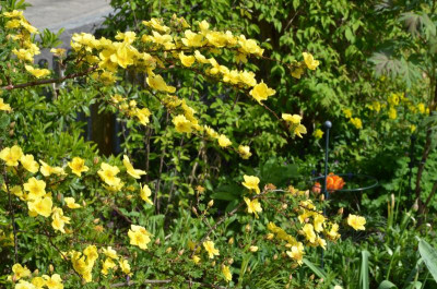 Rosa_pimpinellifolia-HelenKnight.17-3.jpg