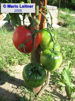 comp_080710_Anna_Russian_reife_Frucht-1.jpg