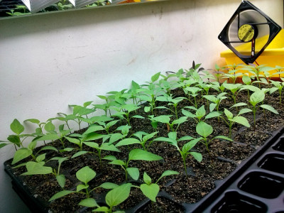 Chili7316.jpg