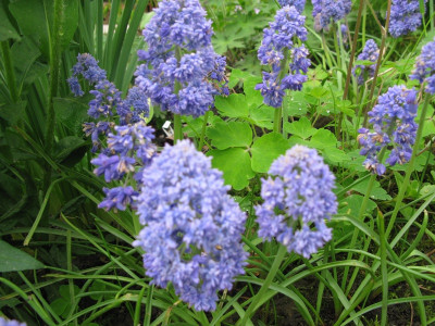 IMG_2300.jpeg