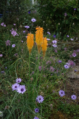 Kniphofia-MangoPopsicle.23-1.jpg