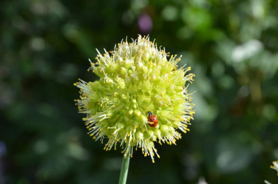 Allium_obliquum.21-6.jpg