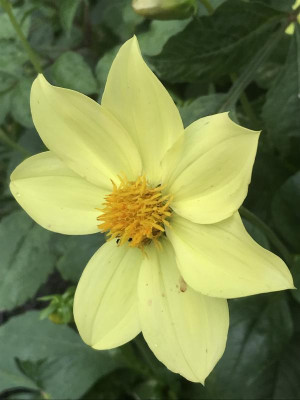 Dahlia Gelb einf..JPG