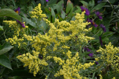 Solidago-LoydserCrown.21-1.jpg